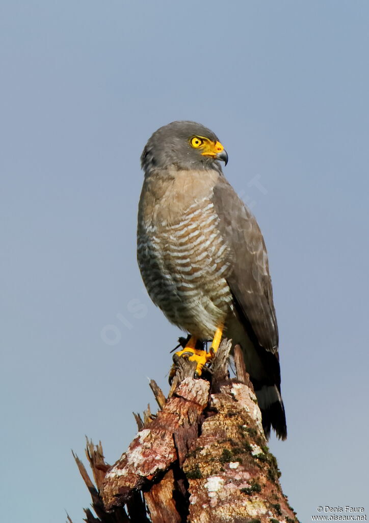 Roadside Hawkadult, identification