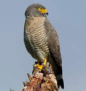 Roadside Hawk