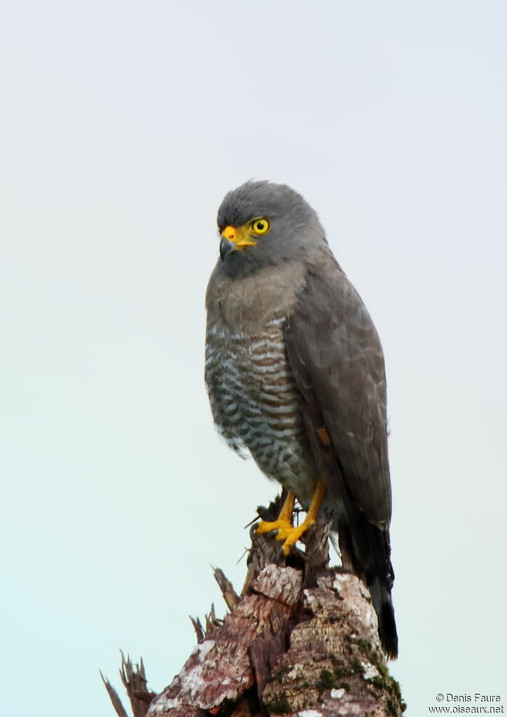 Roadside Hawkadult