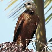 Black-collared Hawk