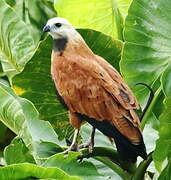 Black-collared Hawk