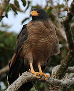 Rufous Crab Hawk