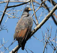 Rufous Crab Hawk