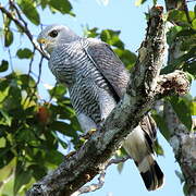 Grey-lined Hawk