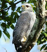 Grey-lined Hawk