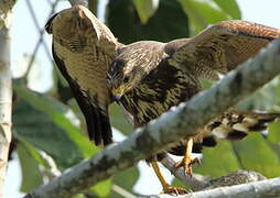 Savanna Hawk