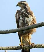 Savanna Hawk