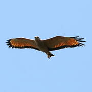 Savanna Hawk