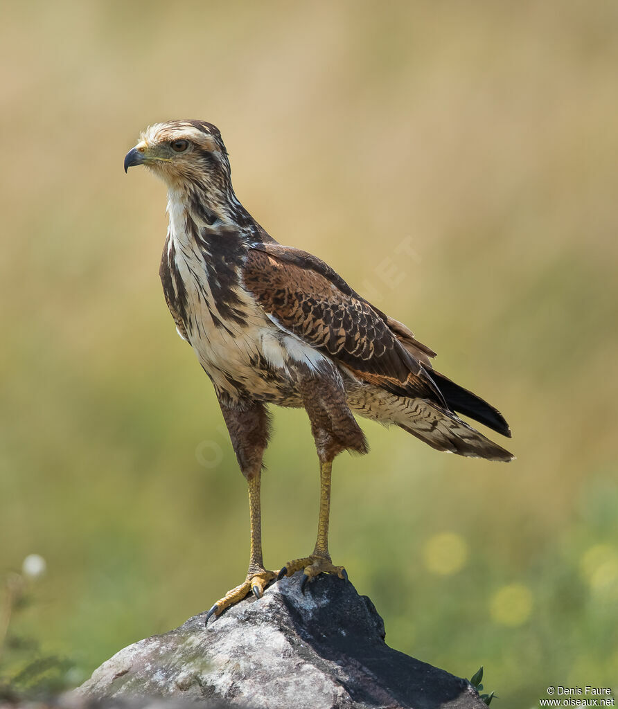 Buse roussâtreimmature