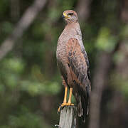 Savanna Hawk