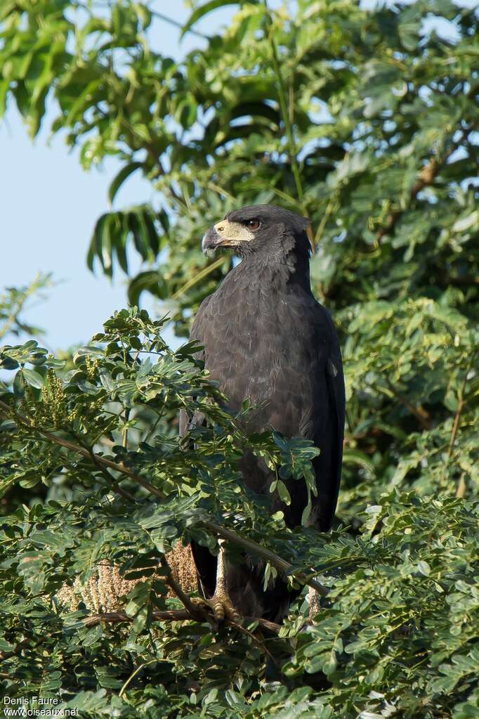 Great Black Hawkadult, close-up portrait