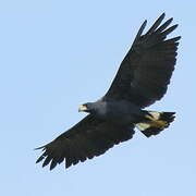 Great Black Hawk