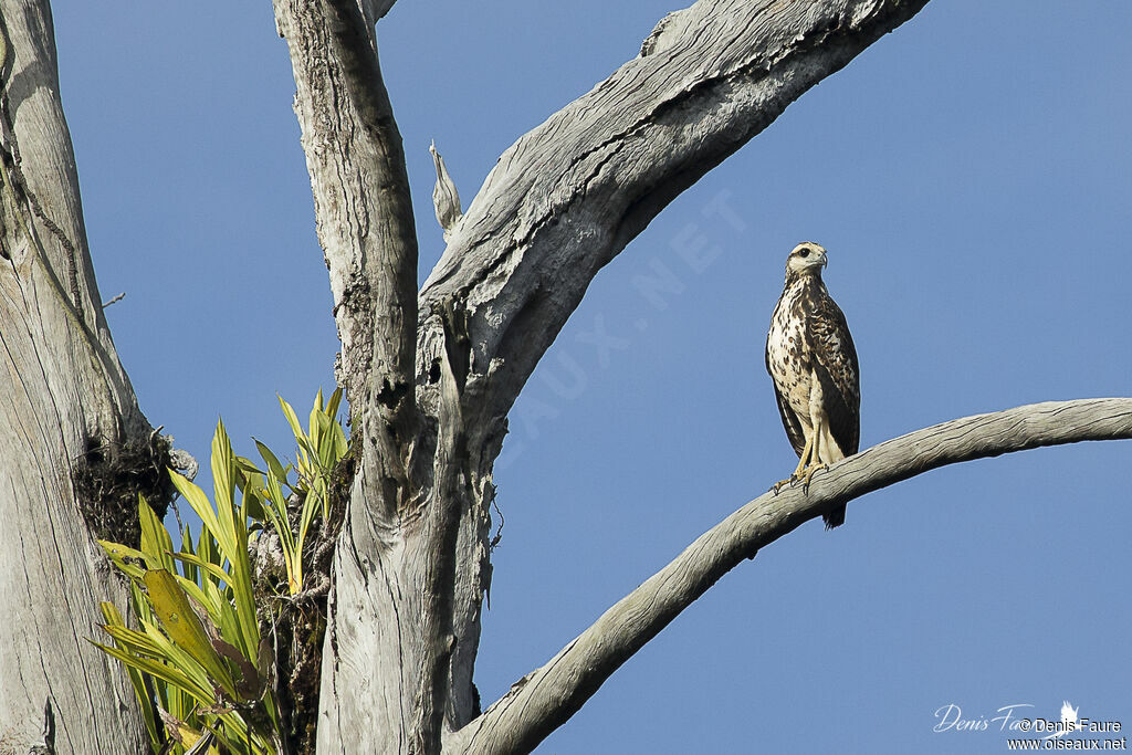 Great Black Hawkjuvenile