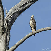 Great Black Hawk