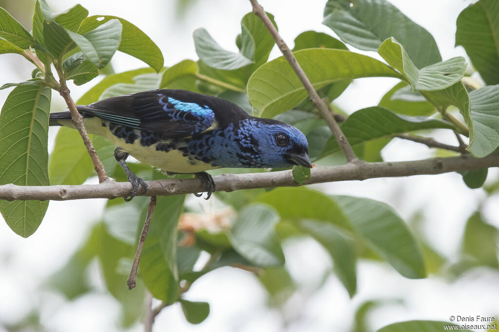 Turquoise Tanager