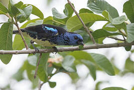 Turquoise Tanager