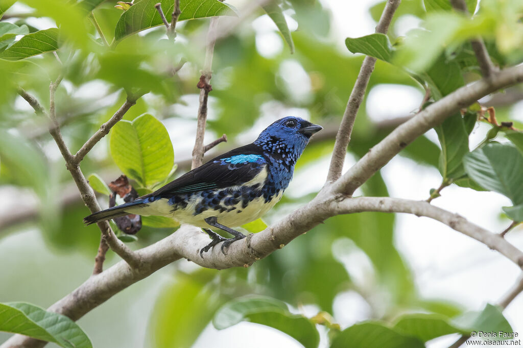 Turquoise Tanager, identification