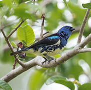 Turquoise Tanager