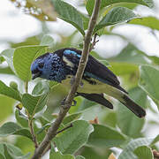 Turquoise Tanager