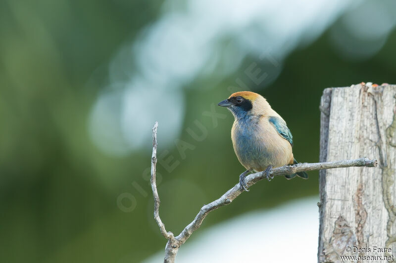 Burnished-buff Tanager male adult
