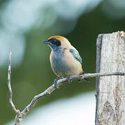 Burnished-buff Tanager