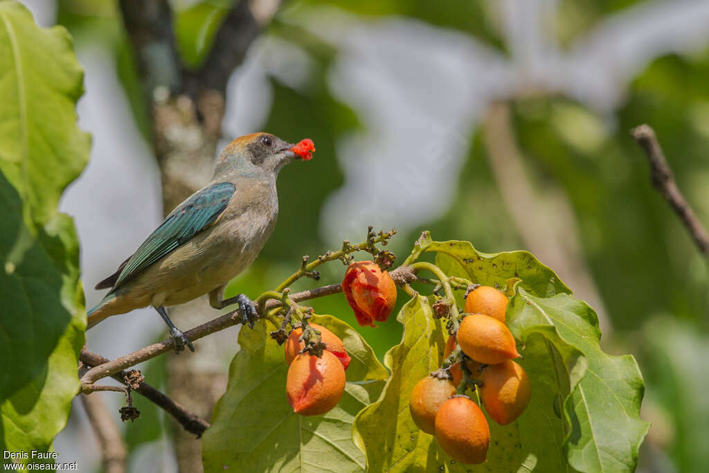 Burnished-buff Tanager female adult, eats