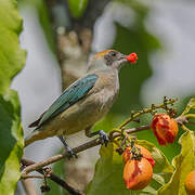 Burnished-buff Tanager