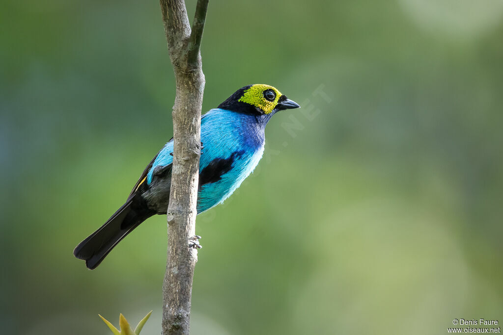 Paradise Tanager