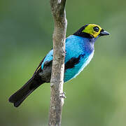 Paradise Tanager