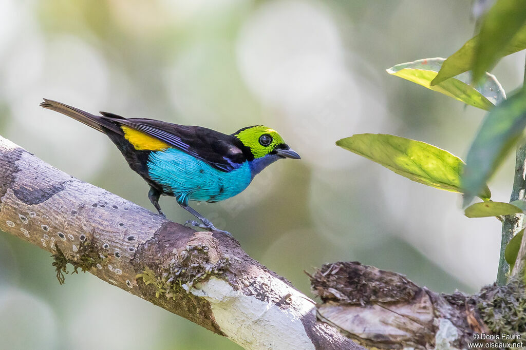 Paradise Tanager