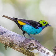 Paradise Tanager