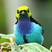 Paradise Tanager