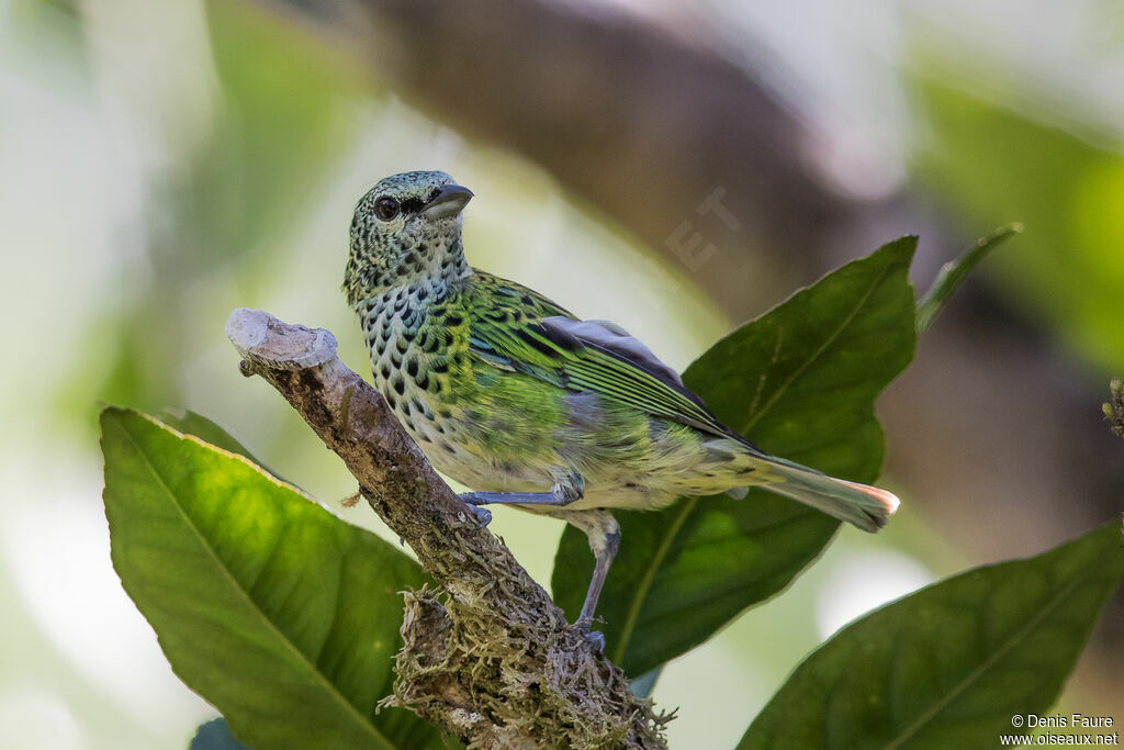 Spotted Tanager