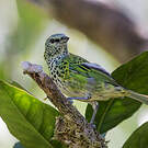 Calliste syacou