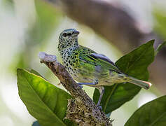 Spotted Tanager