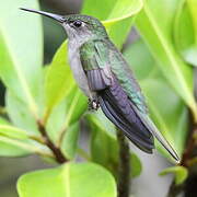 Grey-breasted Sabrewing