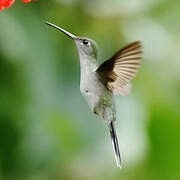 Grey-breasted Sabrewing