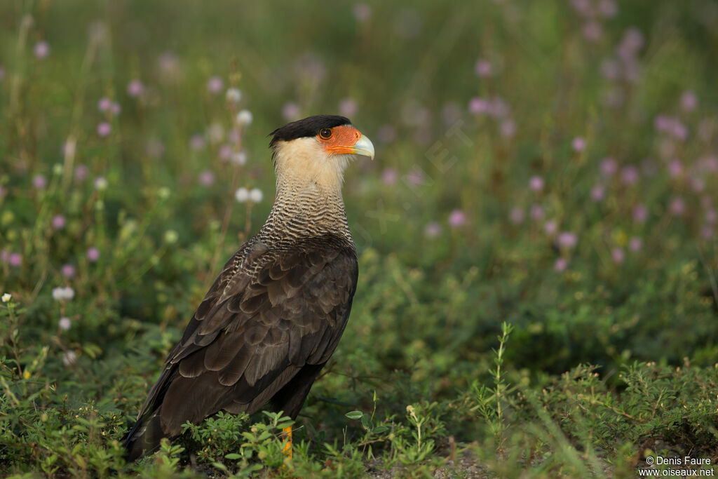 Northern Crested Caracaraadult