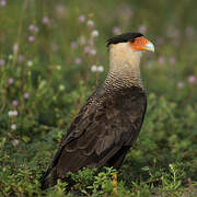 Northern Crested Caracara