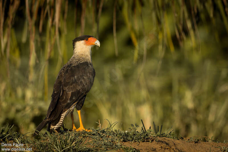 Crested Caracara (cheriway)adult, identification