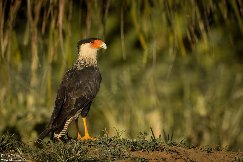 Caracara du Nordadulte, identification