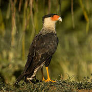 Northern Crested Caracara