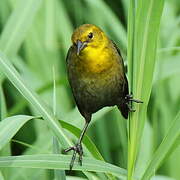 Yellow-hooded Blackbird