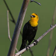 Yellow-hooded Blackbird