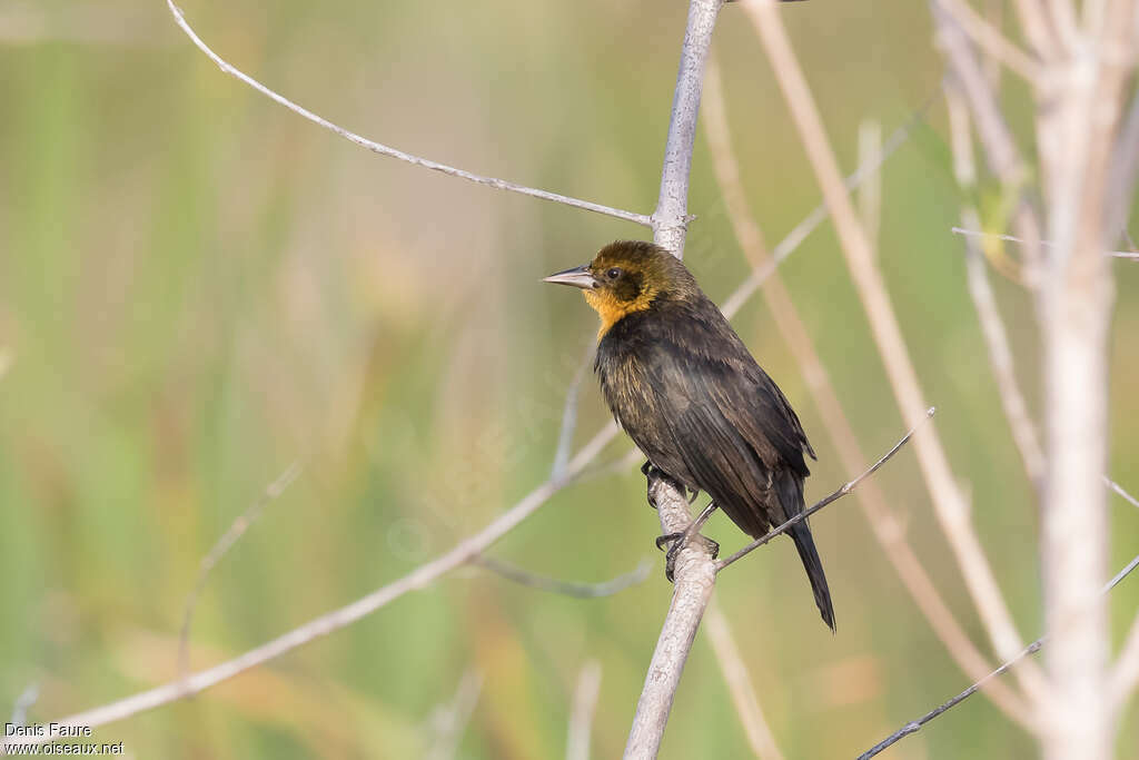 Yellow-hooded Blackbird male immature