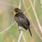 Yellow-hooded Blackbird