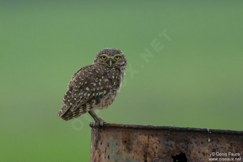 Burrowing Owl female adult