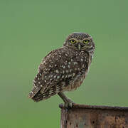 Burrowing Owl