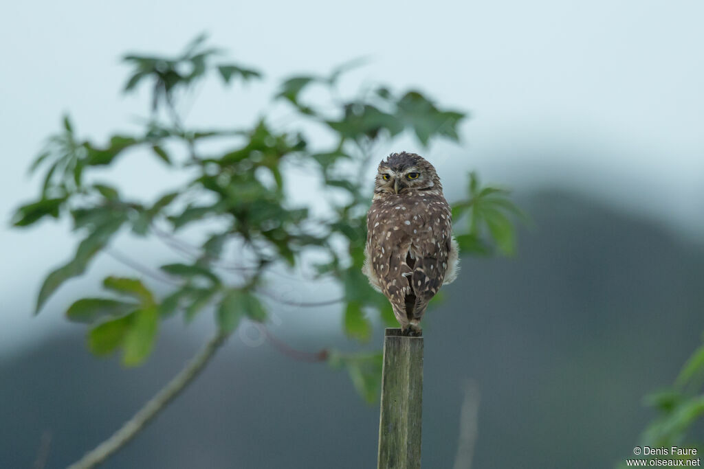 Burrowing Owl male adult