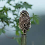 Burrowing Owl